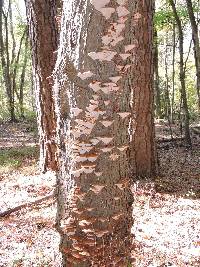 Ganoderma applanatum image