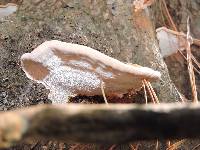 Ganoderma lucidum image