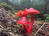 Hygrocybe coccinea image