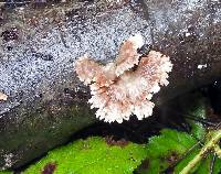 Schizophyllum commune image