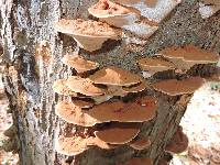 Ganoderma applanatum image