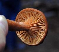 Lactarius rubidus image