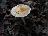 Leratiomyces percevalii image