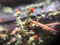 Cladonia macilenta image