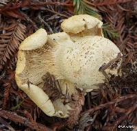 Leucopaxillus albissimus image