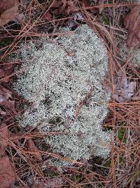 Cladonia rangiferina image