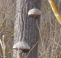 Fomes fomentarius image