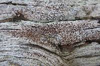 Lecanora xylophila image