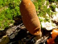 Xylaria polymorpha image