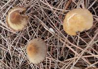 Psathyrella corrugis image