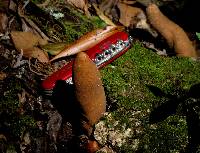 Xylaria polymorpha image