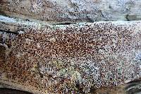 Lecanora xylophila image