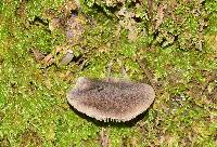 Tricholoma terreum image