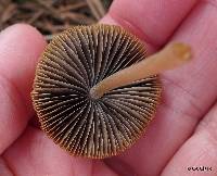 Psathyrella corrugis image