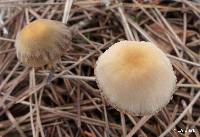 Psathyrella corrugis image