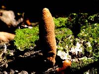 Xylaria polymorpha image