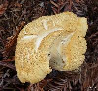 Leucopaxillus albissimus image