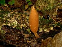 Xylaria polymorpha image