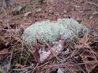 Cladonia rangiferina image