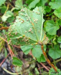 Puccinia malvacearum image