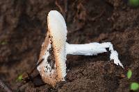 Amanita velosa image