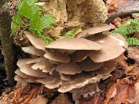 Pleurotus ostreatus image