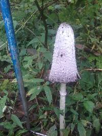 Coprinus comatus image