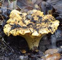 Cantharellus californicus image