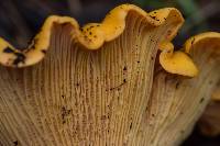 Cantharellus californicus image