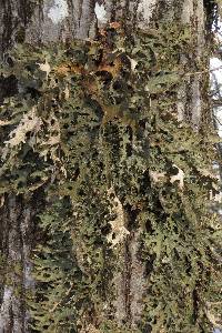 Lobaria pulmonaria image