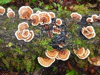 Trametes versicolor image