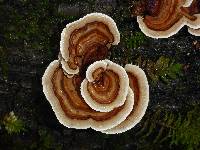 Trametes versicolor image