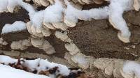 Trametes versicolor image