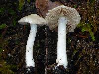 Image of Inocybe insinuata