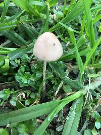 Conocybe apala image