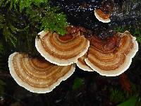 Trametes versicolor image