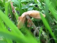 Conocybe apala image