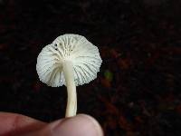 Hygrocybe russocoriacea image