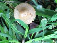 Conocybe apala image