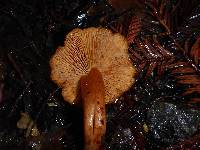 Pholiota astragalina image