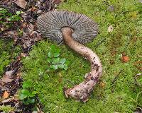 Amanita pekeoides image