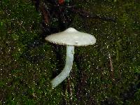 Inocybe insinuata image