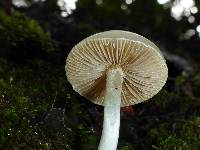 Inocybe insinuata image