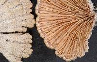 Schizophyllum commune image