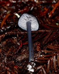 Leptonia pigmentosipes image