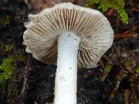 Inocybe insinuata image