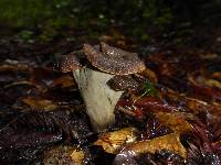 Craterellus cornucopioides image