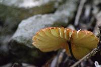 Marasmius plicatulus image