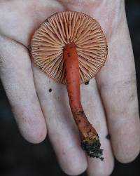 Hygrocybe coccinea image