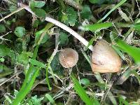 Conocybe apala image